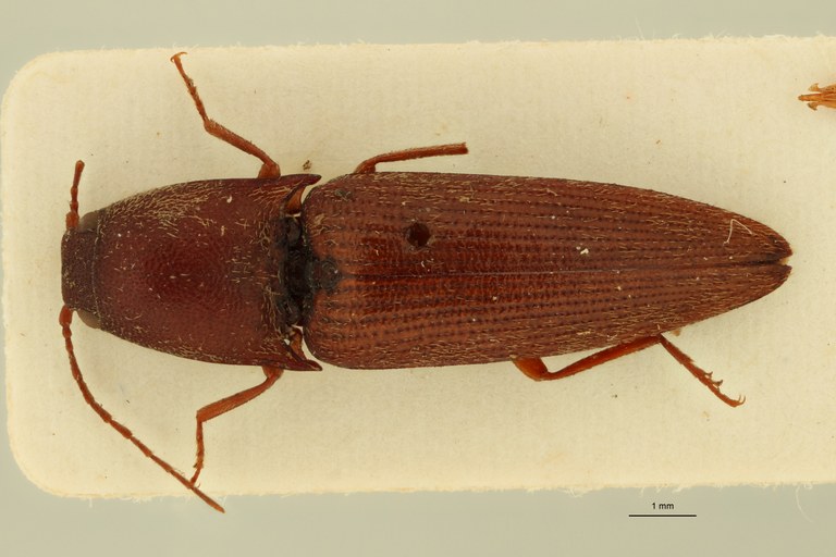 Propsephus correctus Lt D.jpg