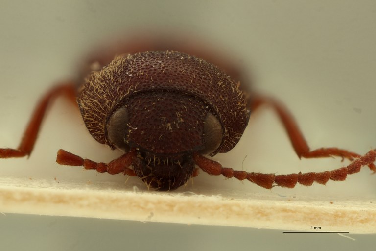 Propsephus correctus Lt F.jpg Propsephus correctus Lt F.jpg