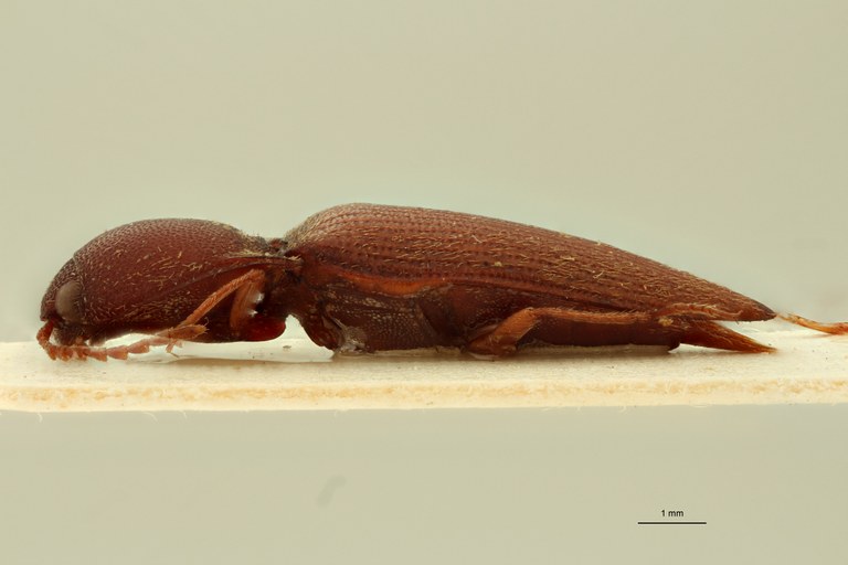 Propsephus correctus Lt L.jpg Propsephus correctus Lt L.jpg
