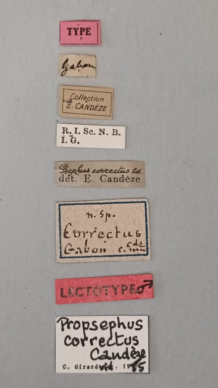 Propsephus correctus Lt Labels.jpg Propsephus correctus Lt Labels.jpg