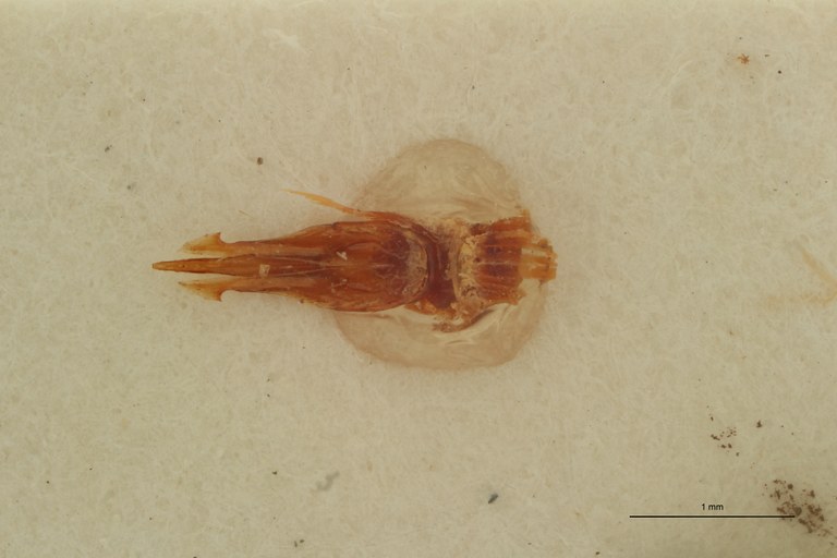 Propsephus dentatus Lt Aedeagus.jpg