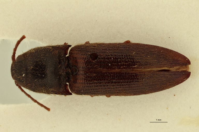 Propsephus dentatus Lt D.jpg