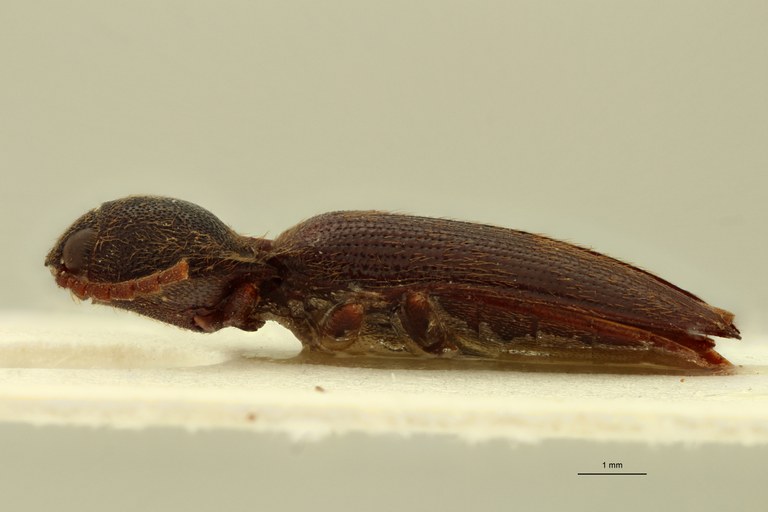 Propsephus dentatus Lt L.jpg