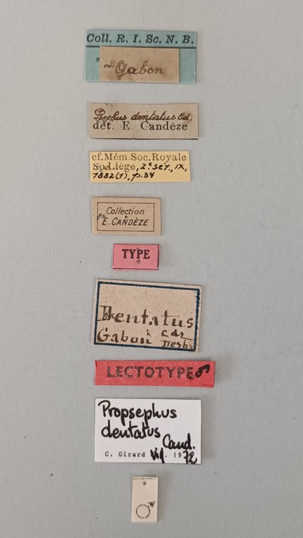 Propsephus dentatus Lt Labels.jpg