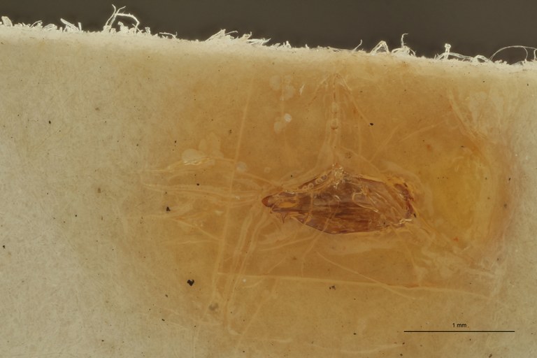 Propsephus illinitus M Lt Aedeagus.jpg