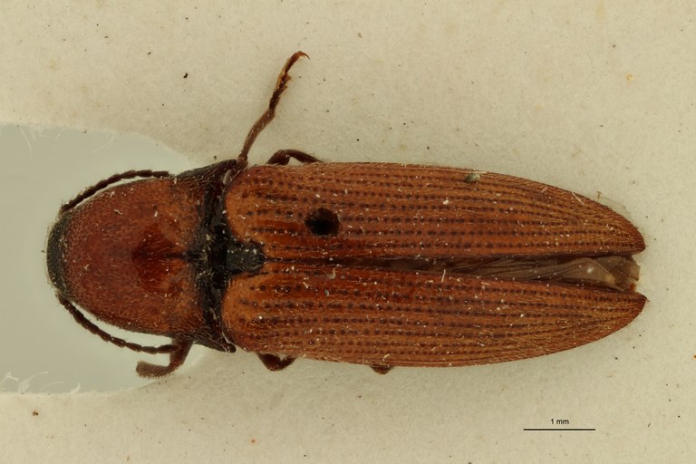 Propsephus illinitus M Lt D.jpg
