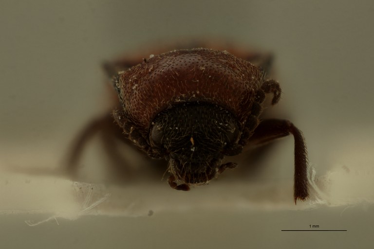 Propsephus illinitus M Lt F.jpg