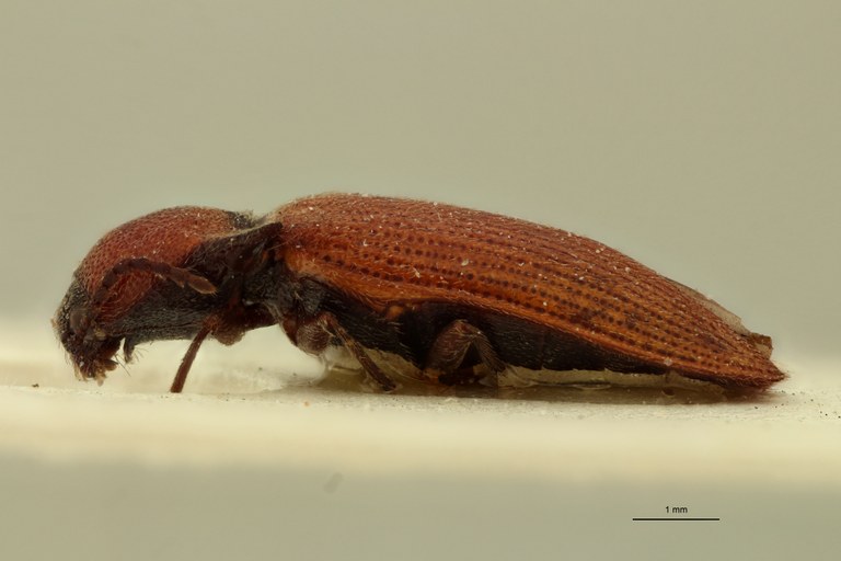 Propsephus illinitus M Lt L.jpg
