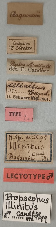 Propsephus illinitus M Lt Labels.jpg