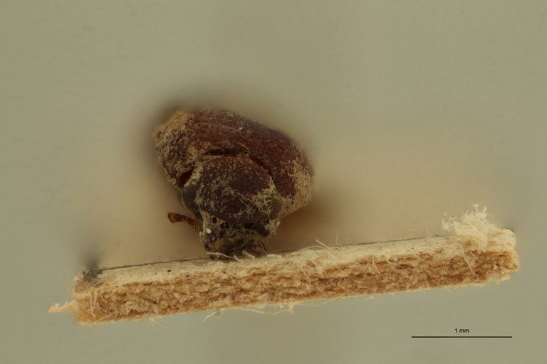 Propsephus javanus T F.jpg Propsephus javanus T F.jpg