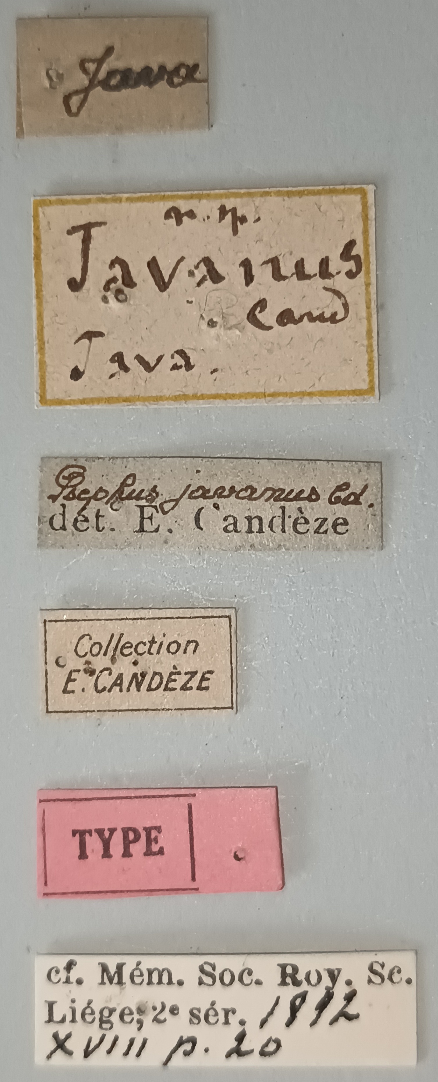 Propsephus javanus T Labels.jpg