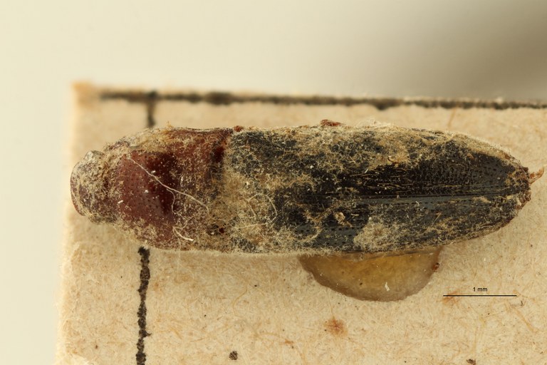 Propsephus javanus T D ZS PMax.jpg Propsephus javanus T D ZS PMax.jpg