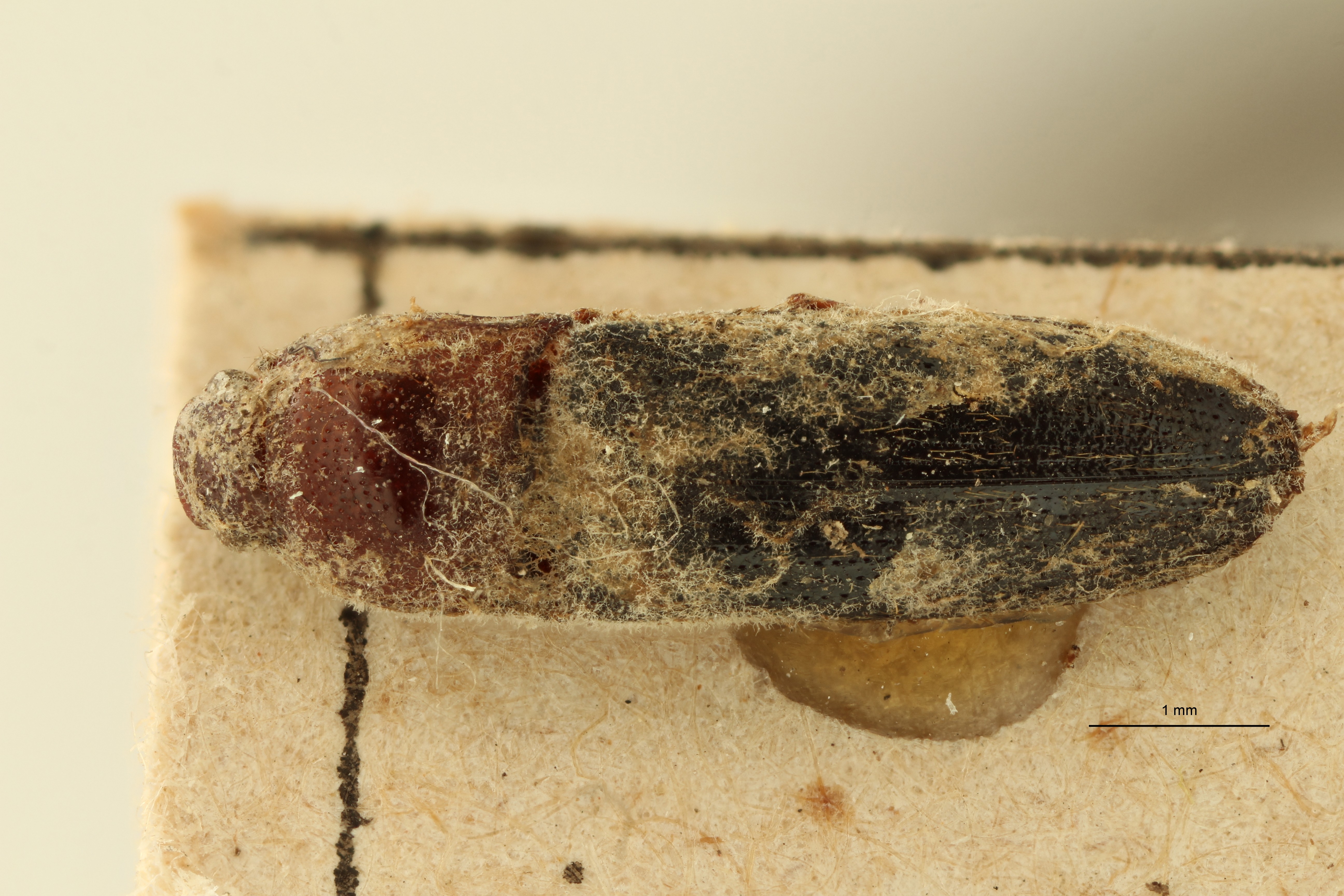 Propsephus javanus T D ZS PMax.jpg