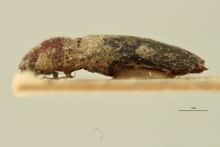Propsephus javanus T L ZS PMax.jpg Propsephus javanus T L ZS PMax.jpg