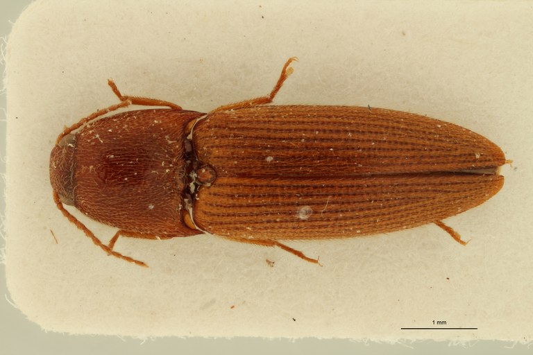 Propsephus juvenilis F Plt D.jpg Propsephus juvenilis F Plt D.jpg