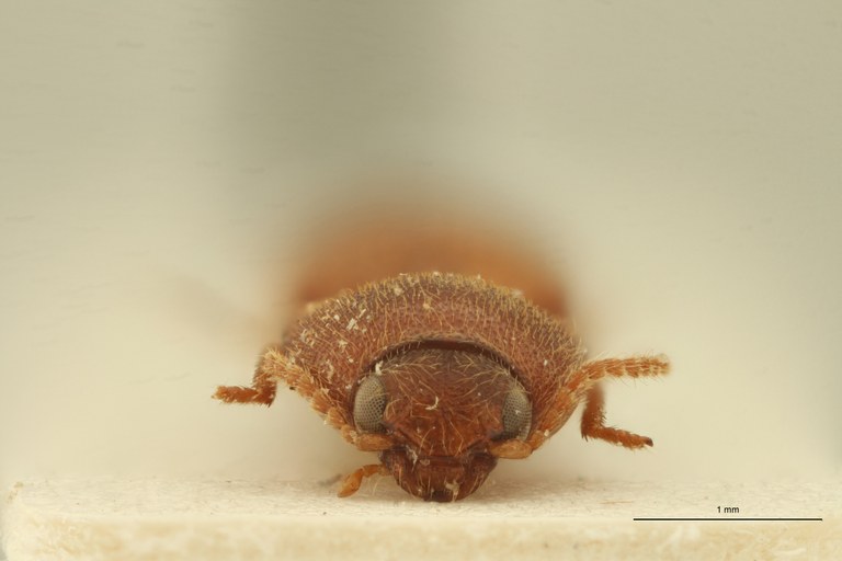 Propsephus juvenilis F Plt F.jpg Propsephus juvenilis F Plt F.jpg