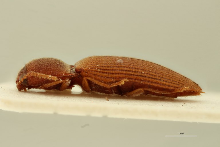 Propsephus juvenilis F Plt L.jpg Propsephus juvenilis F Plt L.jpg