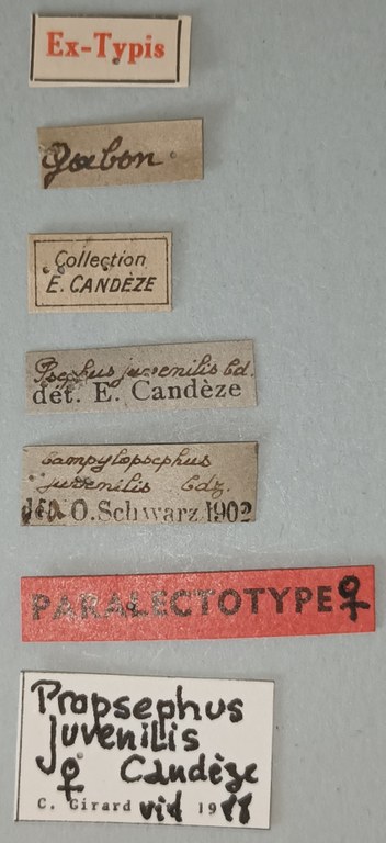 Propsephus juvenilis F Plt Labels.jpg