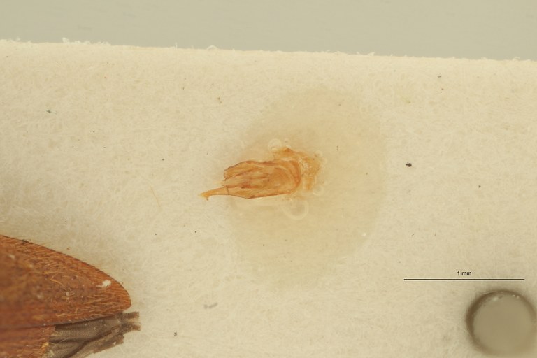 Propsephus juvenilis M Lt Aedeagus.jpg Propsephus juvenilis M Lt Aedeagus.jpg