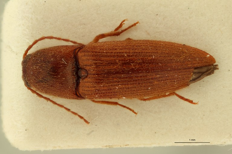 Propsephus juvenilis M Lt D.jpg Propsephus juvenilis M Lt D.jpg