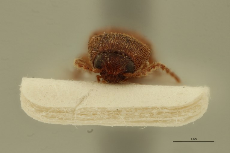 Propsephus juvenilis M Lt F.jpg Propsephus juvenilis M Lt F.jpg