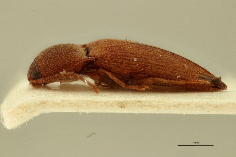 Propsephus juvenilis M Lt L.jpg Propsephus juvenilis M Lt L.jpg