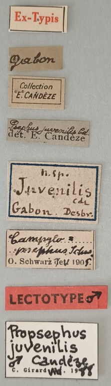 Propsephus juvenilis M Lt Labels.jpg Propsephus juvenilis M Lt Labels.jpg