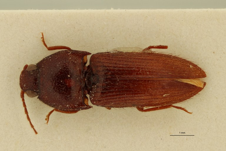 Propsephus nitidus F Lt D.jpg Propsephus nitidus F Lt D.jpg
