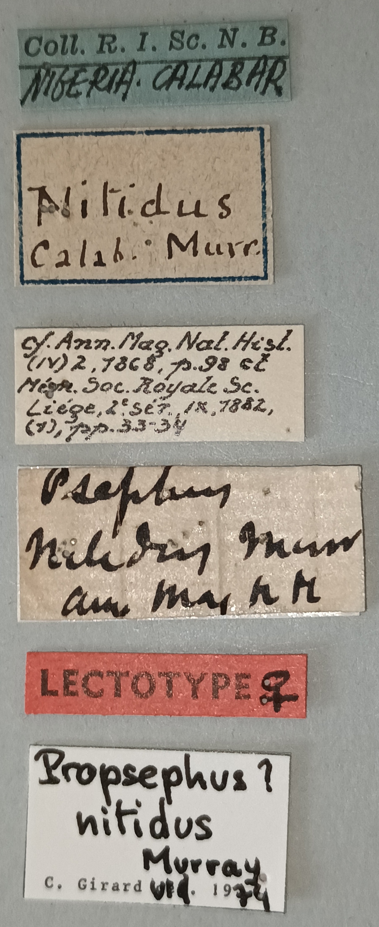 Propsephus nitidus F Lt Labels.jpg