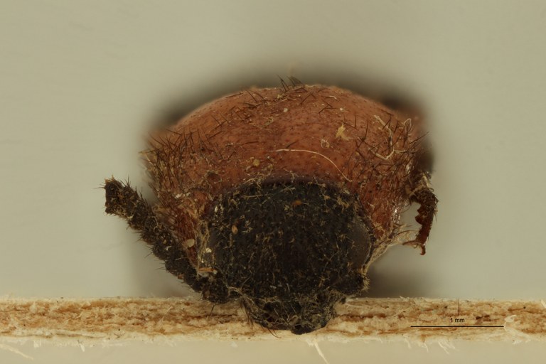 Propsephus nobilis T F.jpg