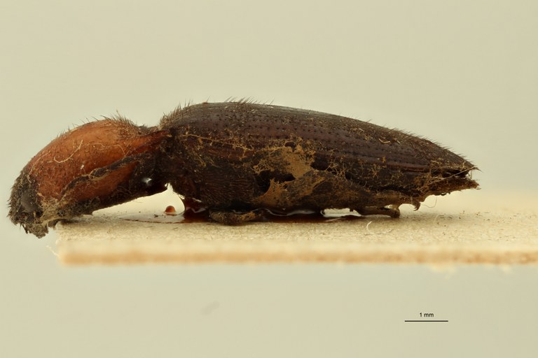 Propsephus nobilis T L.jpg