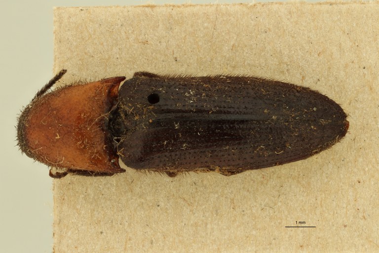 Propsephus nobilis T D.jpg