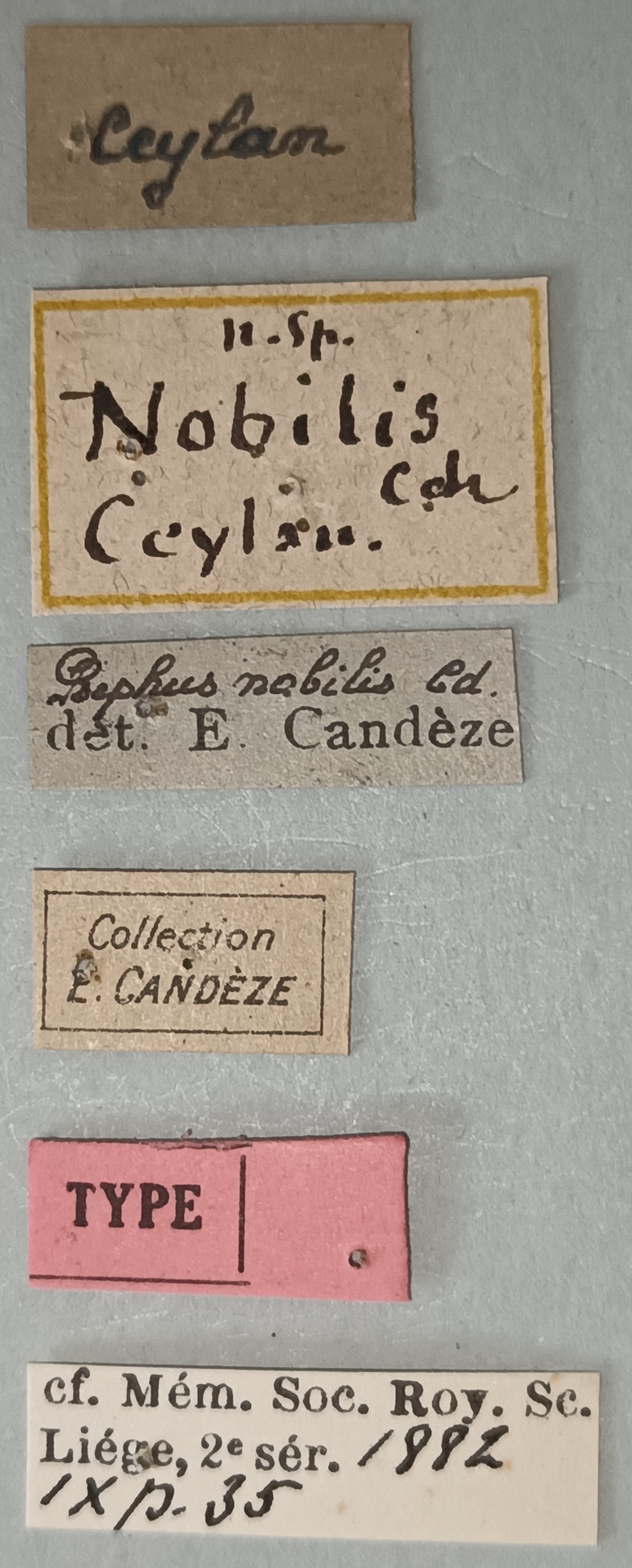 Propsephus nobilis T Labels.jpg