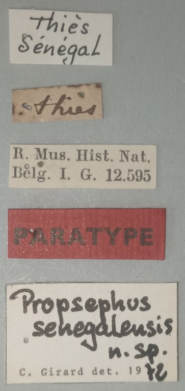 Propsephus senegalensis M Pt Labels.jpg Propsephus senegalensis M Pt Labels.jpg