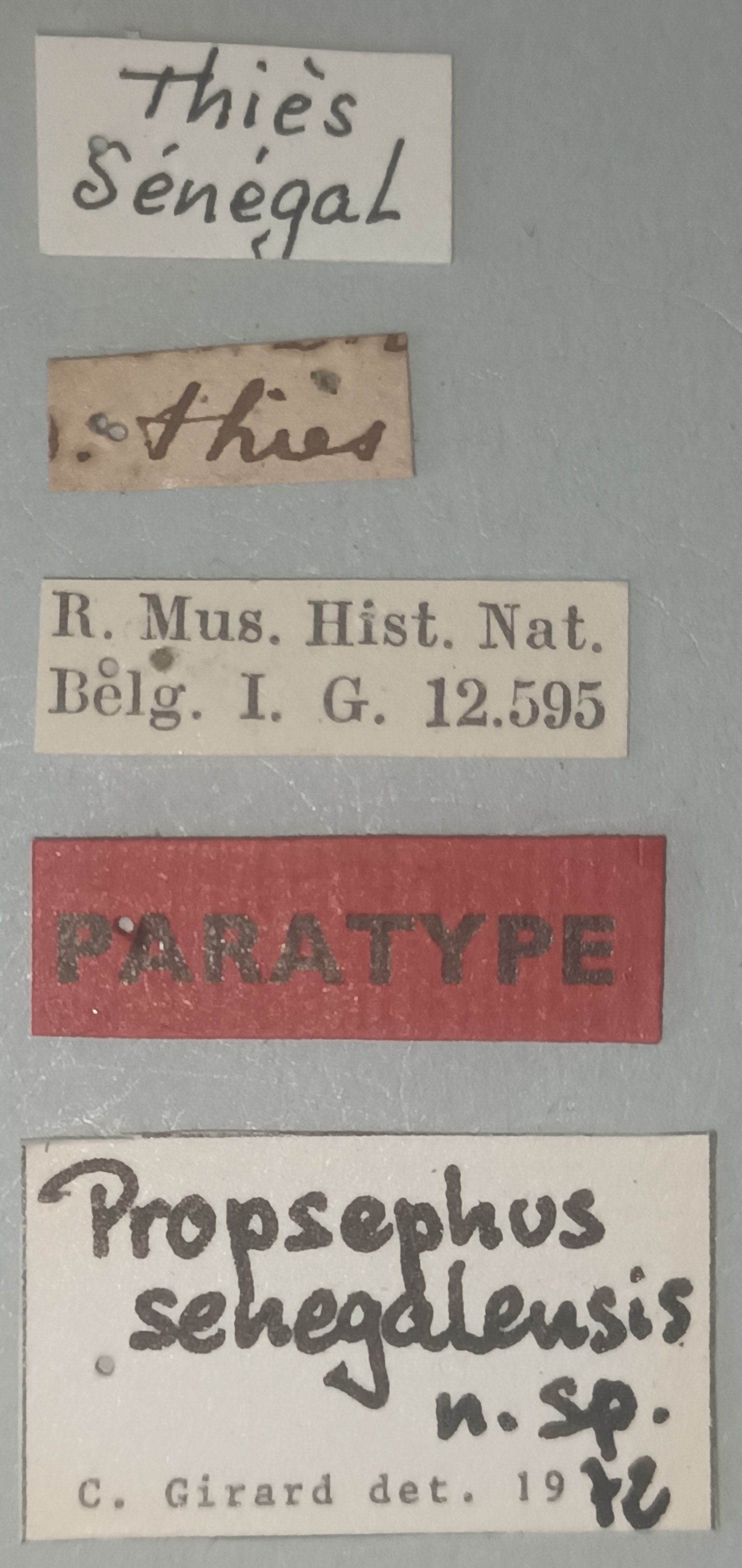 Propsephus senegalensis M Pt Labels.jpg
