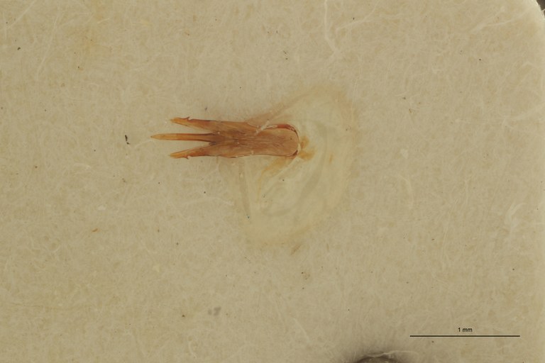 Propsephus senegalensis M Pt Aedeagus.jpg Propsephus senegalensis M Pt Aedeagus.jpg