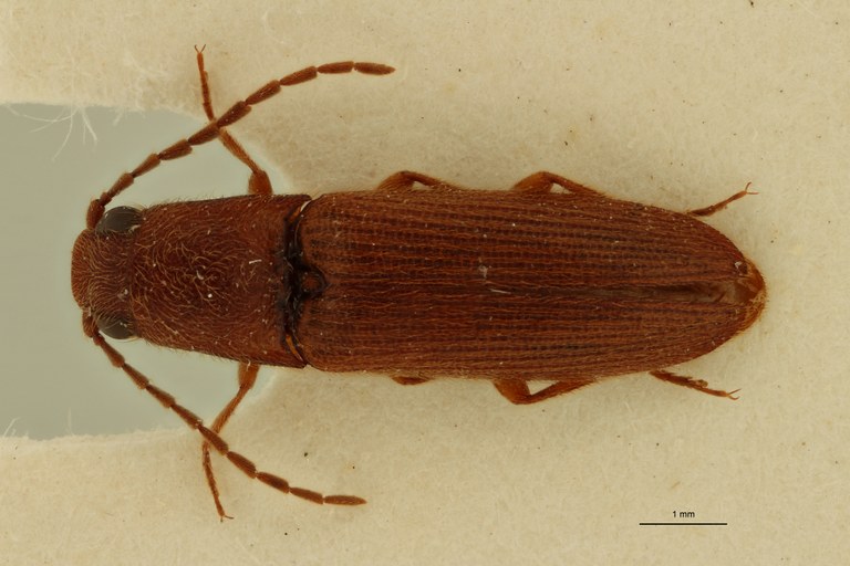 Propsephus senegalensis M Pt D.jpg Propsephus senegalensis M Pt D.jpg