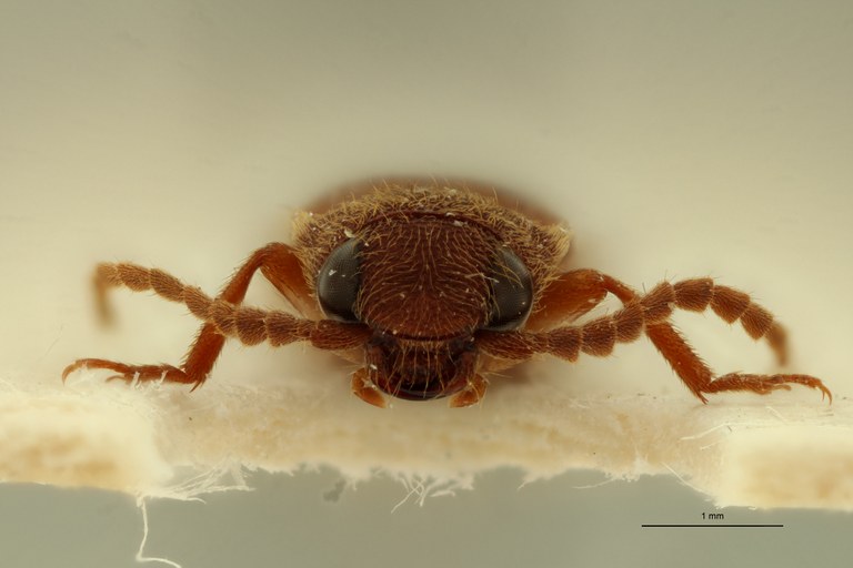 Propsephus senegalensis M Pt F.jpg Propsephus senegalensis M Pt F.jpg
