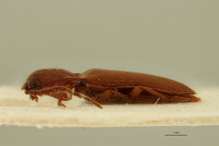 Propsephus senegalensis M Pt L.jpg Propsephus senegalensis M Pt L.jpg