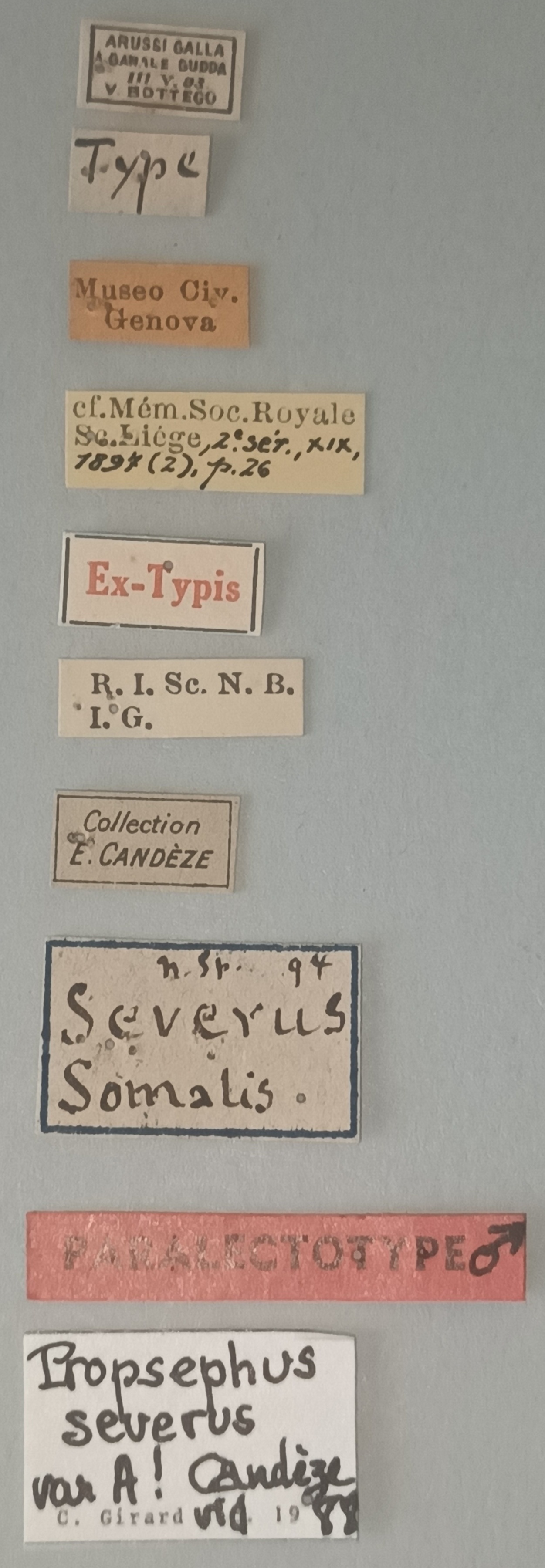 Propsephus severus M Plt Labels.jpg