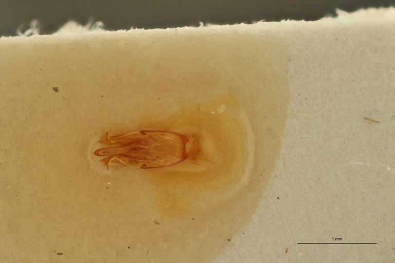 Propsephus viridipennis Lt Aedeagus.jpg
