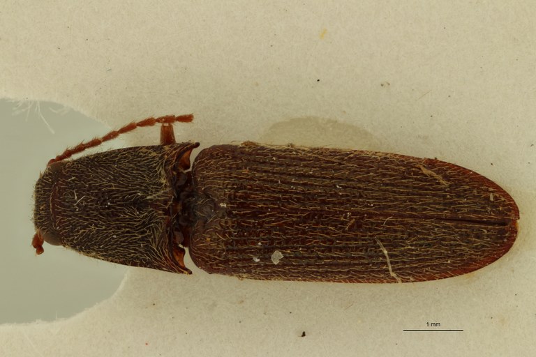 Propsephus viridipennis Lt D.jpg