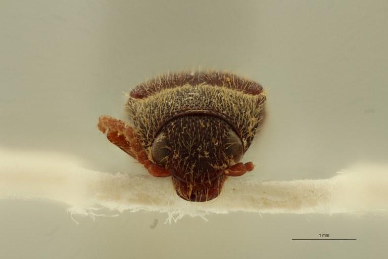 Propsephus viridipennis Lt F.jpg