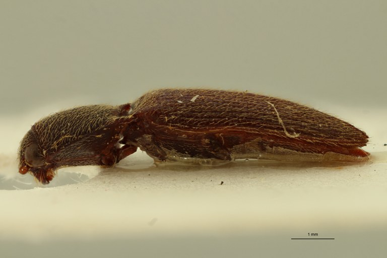 Propsephus viridipennis Lt L.jpg