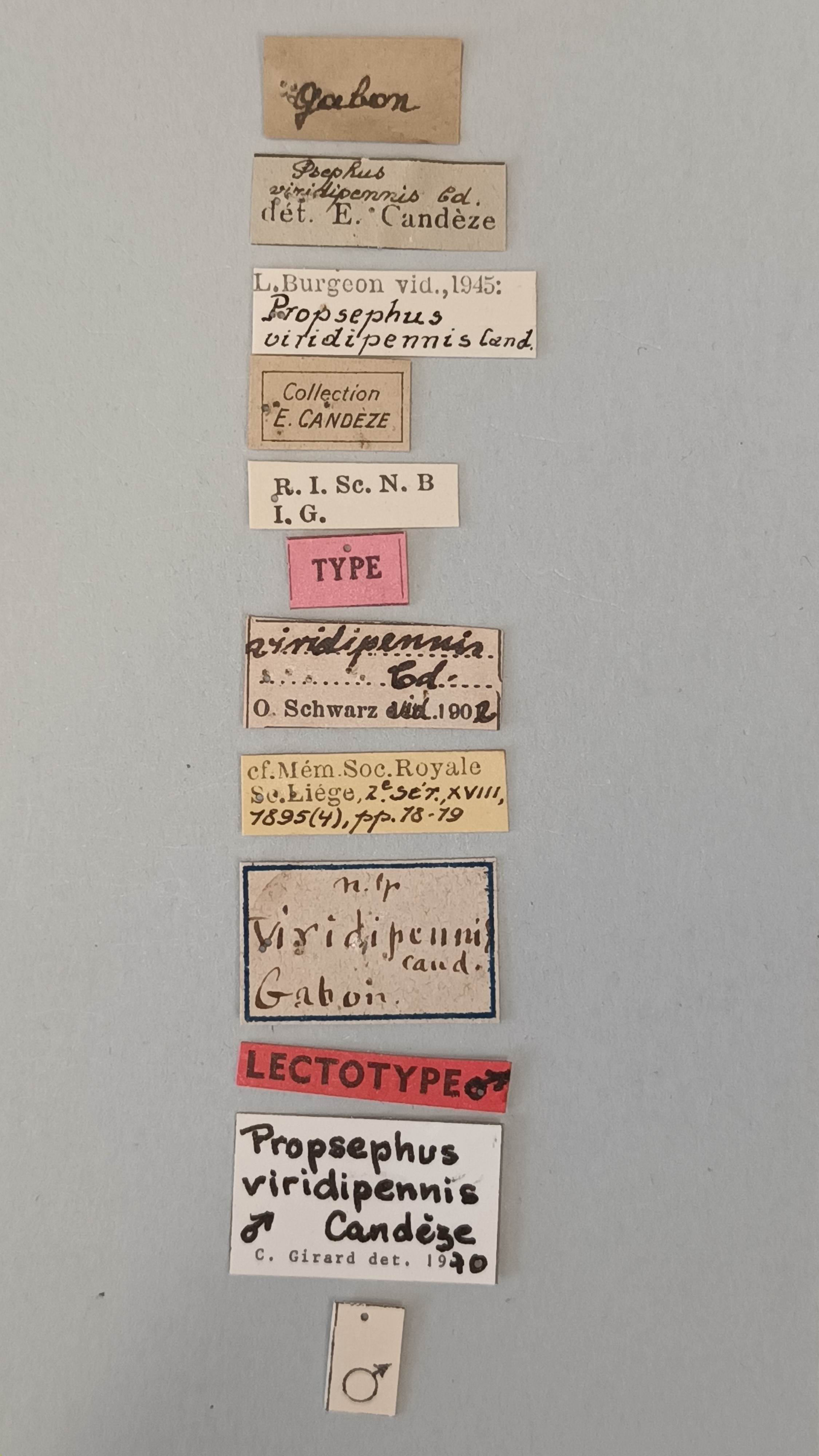 Propsephus viridipennis Lt Labels.jpg
