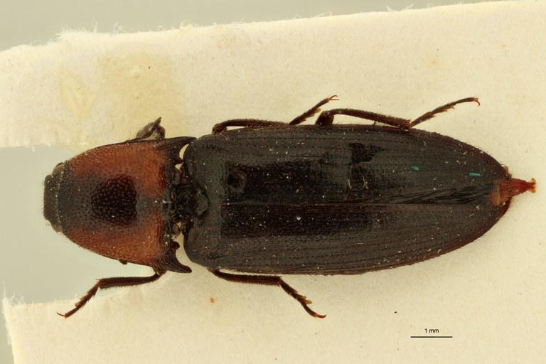 Propsephus vulneratus Lt D.jpg Propsephus vulneratus Lt D.jpg