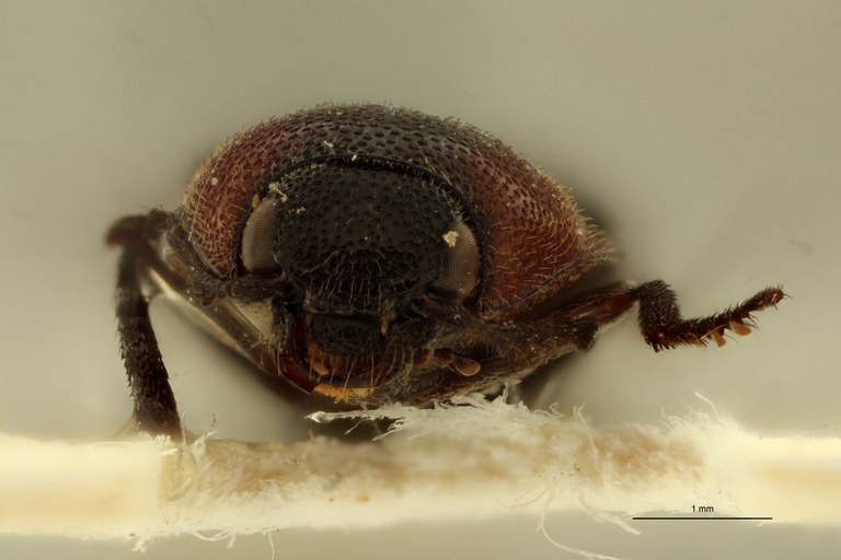 Propsephus vulneratus Lt F.jpg Propsephus vulneratus Lt F.jpg