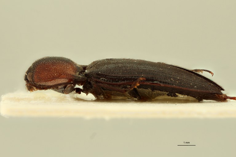 Propsephus vulneratus Lt L.jpg Propsephus vulneratus Lt L.jpg