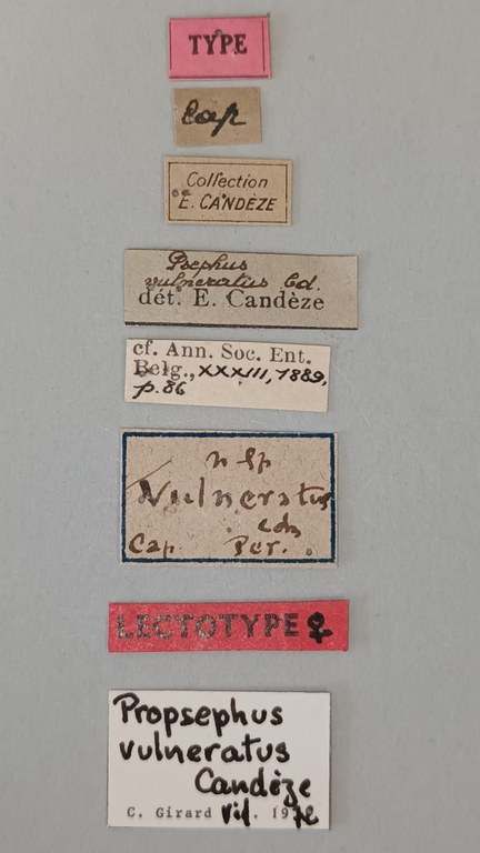 Propsephus vulneratus Lt Labels.jpg Propsephus vulneratus Lt Labels.jpg