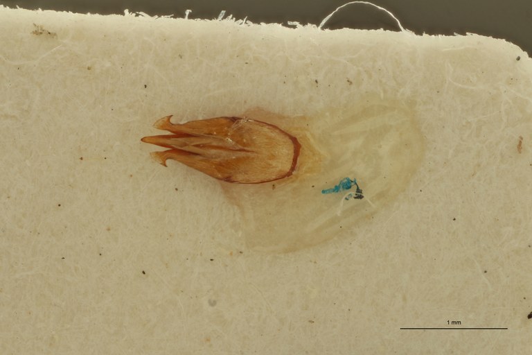 Propsephus zambianus Lt Aedeagus.jpg Propsephus zambianus Lt Aedeagus.jpg